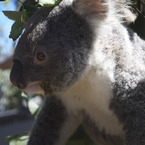 Koala_at_taronga_zoo_b_1
