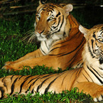 Singapore_zoo_b_1