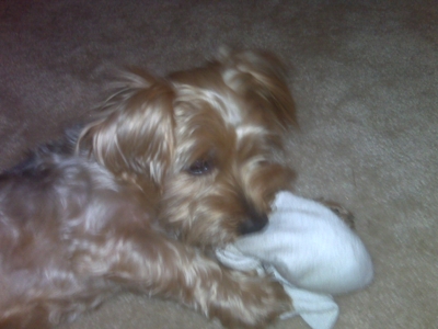 Img00094_gizmo_web