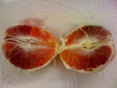 Bloodorange_web