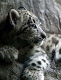 Cute widdle deadly cat