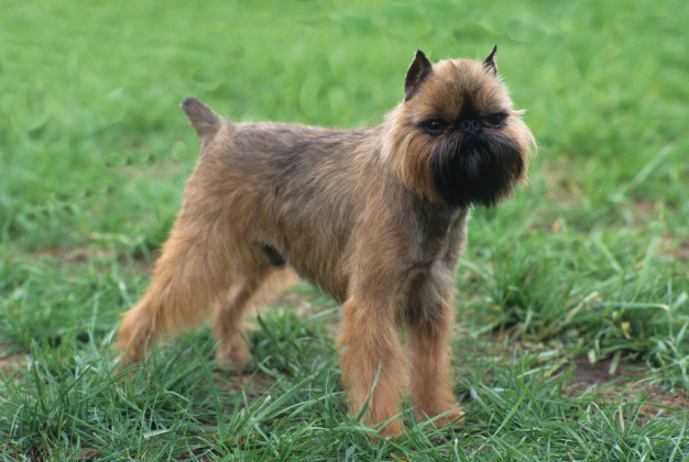 Brussels Griffon