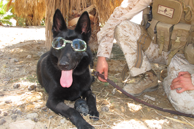 Soldier Dogs Require Special Gear