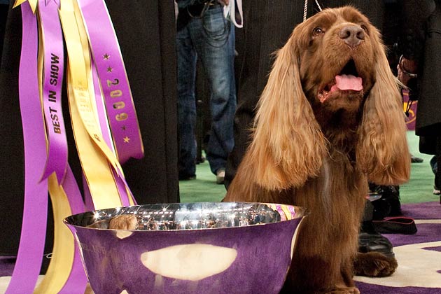 Best in Show: 6 Past Westminster Winners