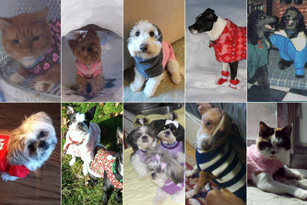 10 Dogs and Cats Dressed Up for Winter