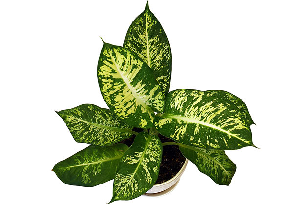 3. Dieffenbachia