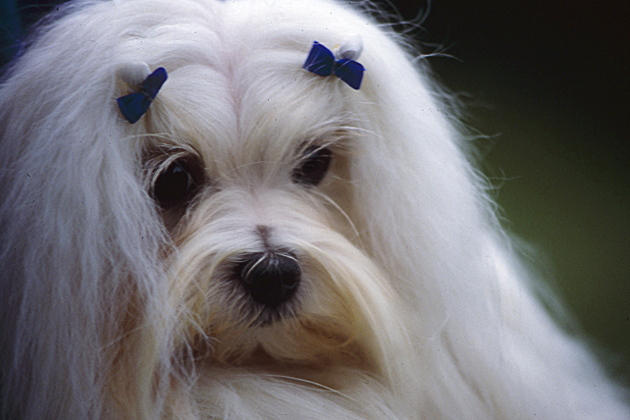 11 Tiny Dogs With Big, Bold Personalities