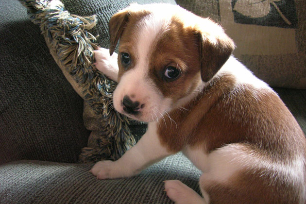 Cute Pet of the Week - September 23, 2011
