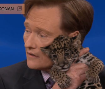 Cub Jaguars