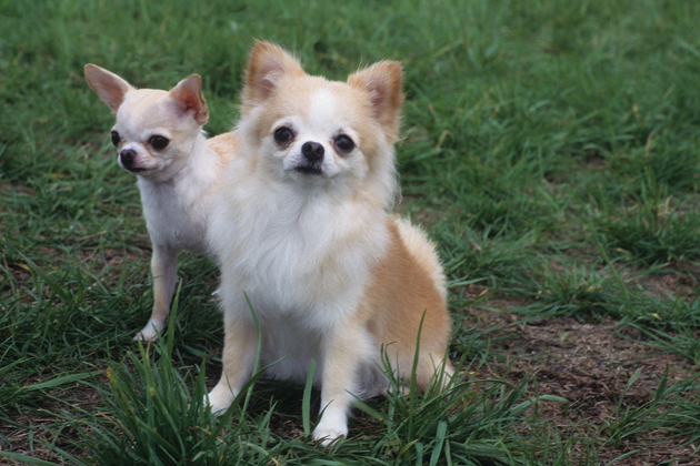 Chihuahua: Small and Mighty (and a Little Bitey) 