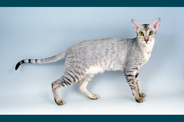 Oriental — The Proud Purrer