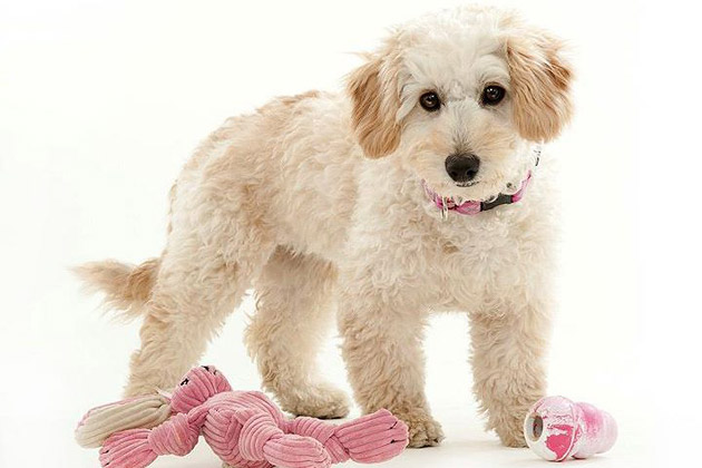 1. Gracie