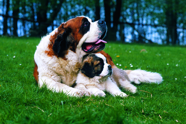 Saint Bernard