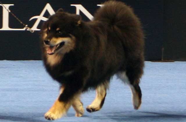 Finnish Lapphund