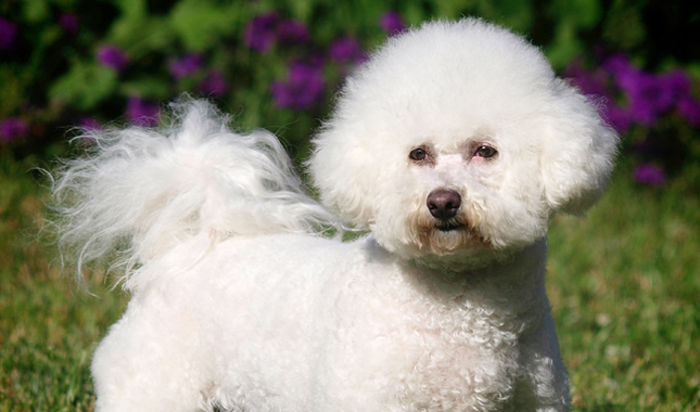 Bichon Frise Dog Breed Information