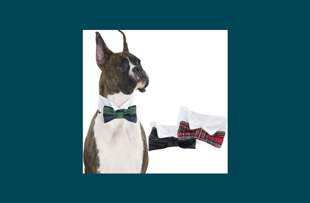 Bow Tie Collar