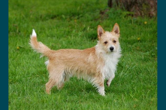 Portuguese Podengo Pequeno