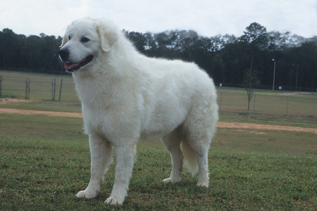 Kuvasz