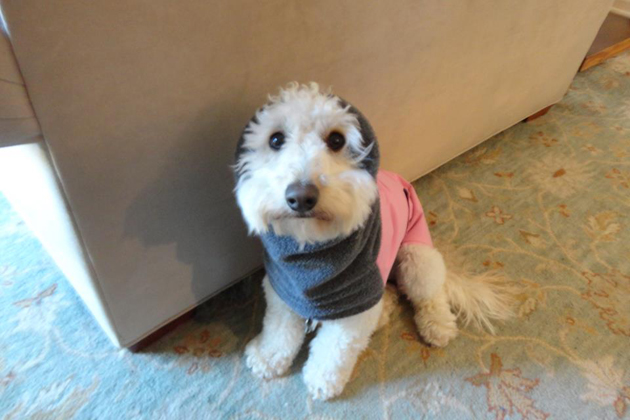Gracie