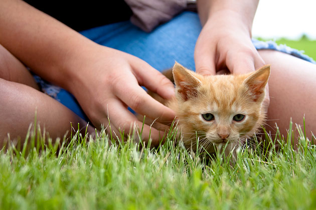 Look for a Playful, Confident Kitten if You Have Young Children