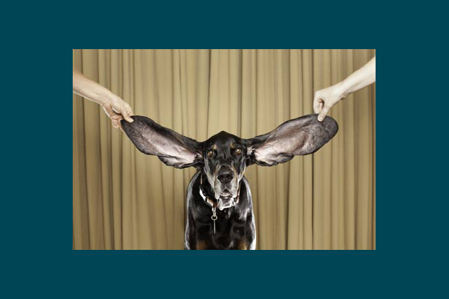 Harbor, the Dog With the World's Longest Ears