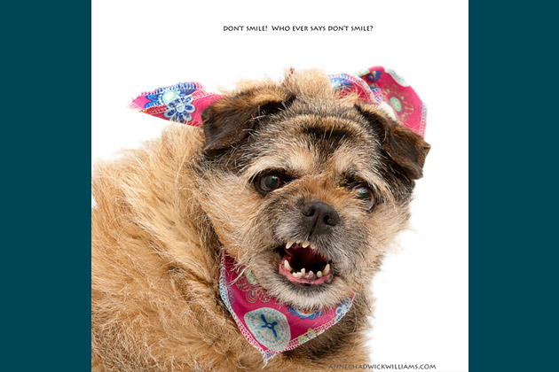 America's Funniest Shelter Dog Blooper Photographs