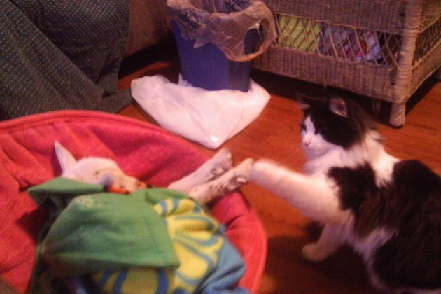 Mittens and a Baby Goat