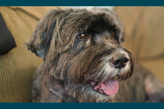 Schnoodle