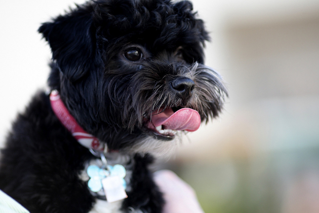 Shihpoo