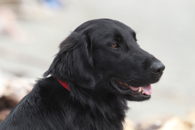 Flat-Coated Retriever — Carefree and Playful