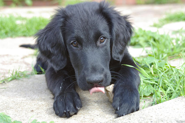 3. Pippa
