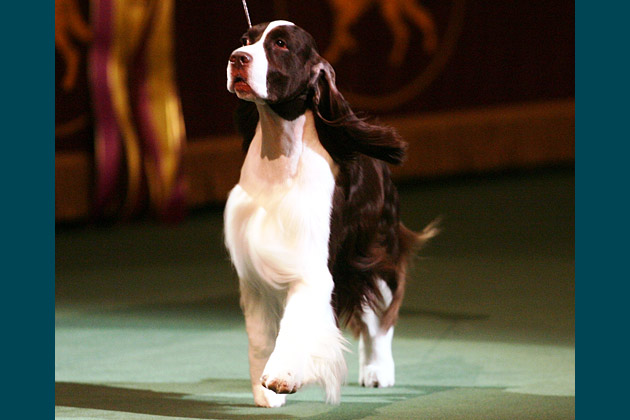  2007: James the English Springer Spaniel