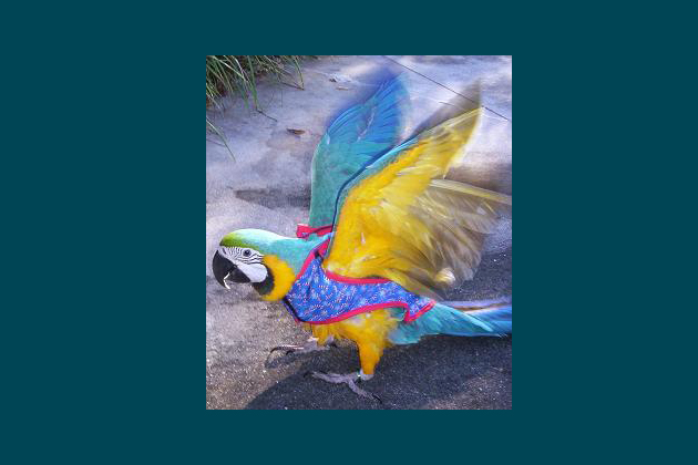 Parrot Jacket