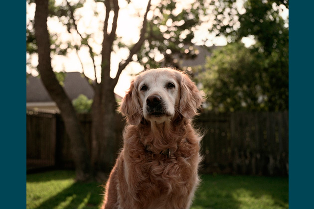 Retrieved: A New Book Featuring 9/11 Search and Rescue Dogs