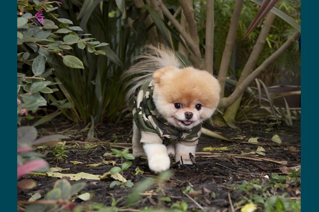 Jungle Boo