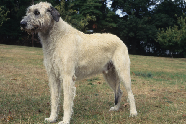 Irish Wolfhound