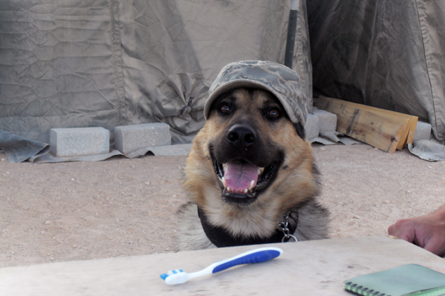 Even Working Dogs Need To Practice Good Dental Care