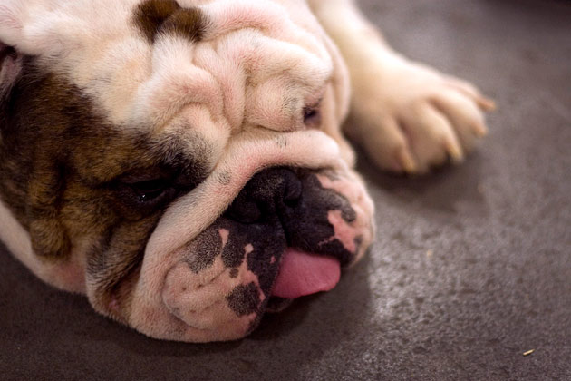 Bronson the Bulldog