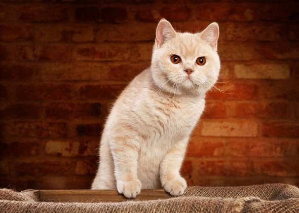 Nice Cat Names That Start With M Collection