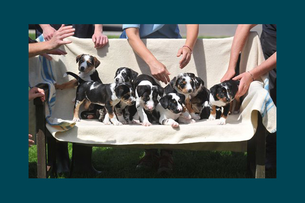 8 Border Collie Mixes