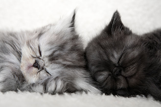 Consider Two Kittens