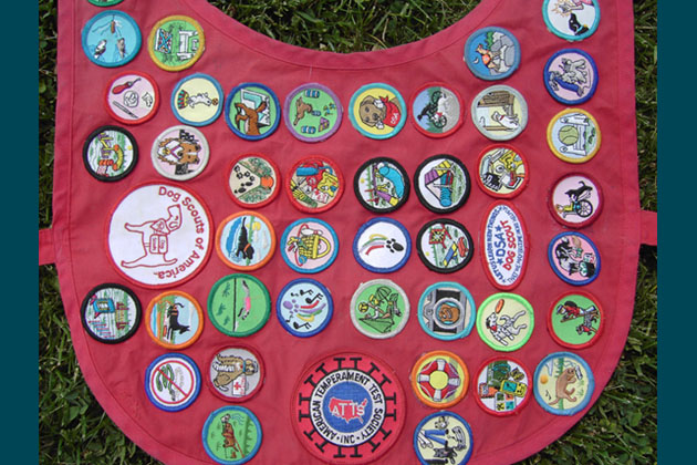 The 48-Badge Scout