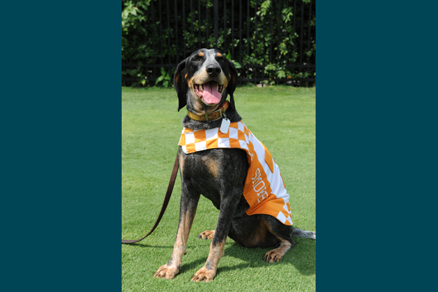 Smokey, University of Tennessee