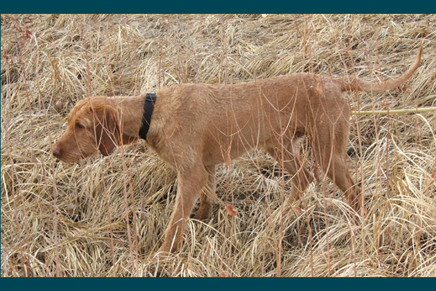 Wirehaired Vizsla