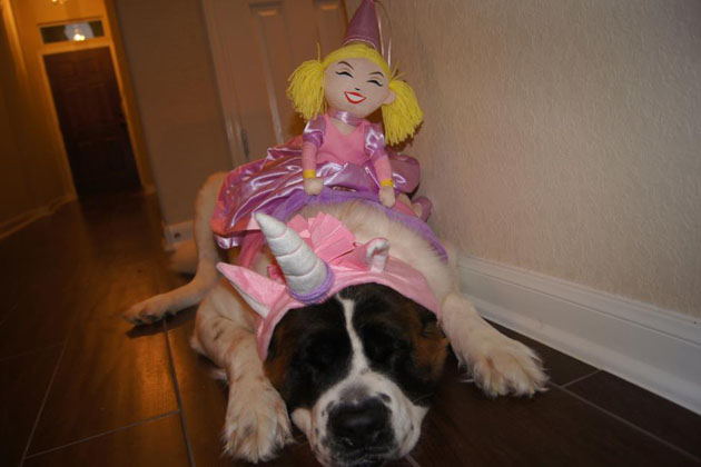 5. Harley the Unicorn