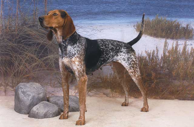 American English Coonhound