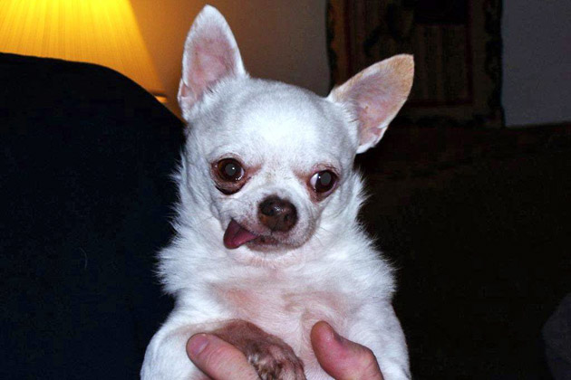 10. Peewee