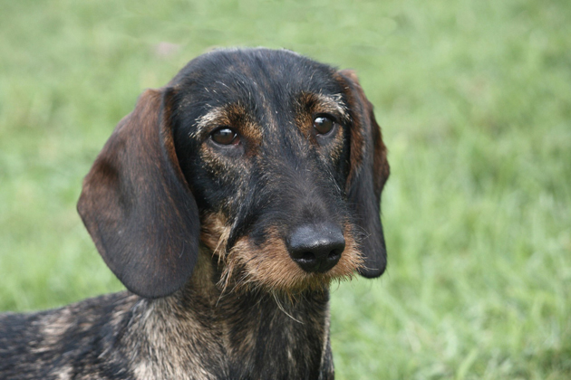 Kaninchen Dachshund: A Small But Attention-Getting Doxie  