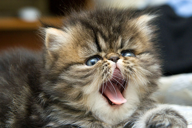  How to Select a Kitten Who's Right for You