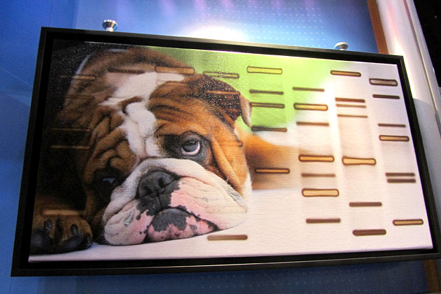 10 Splurges for Your Favorite Pet